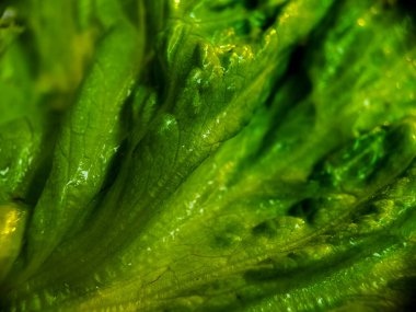 yeşil salata yaprakları yakın çekim