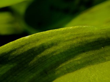 Yeşil yaprağın yakın çekimi pürüzsüz dokuyu ve ince damarı gösteriyor.. 