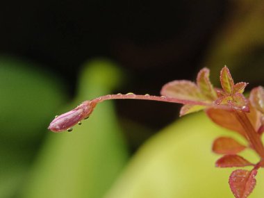 Genç pembe bir yaprağın yakın plan bir resmi, ince bir gövde ve birkaç küçük damla su içeriyor..