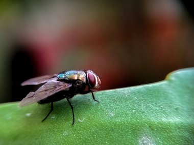 Yeşil bir yaprağın üzerine konmuş sıradan bir sineğin yakın plan görüntüsü.. 