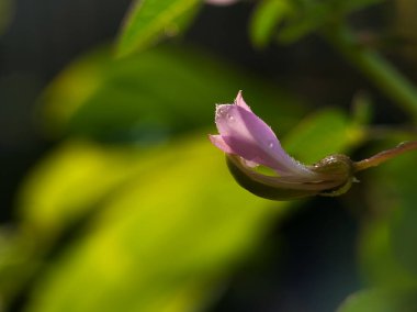 Yaprağında çiy damlaları olan küçük mor bir çiçeğin yakın plan fotoğrafı..