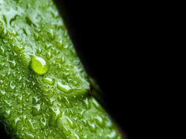 Yeşil bir yaprağın üzerindeki çiğ damlalarının yakın çekimi