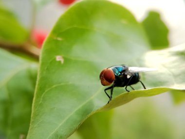Yeşil bir yaprağın üzerinde, yanardöner mavi gövdesini ve büyük kırmızı bileşik gözlerini gösteren sıradan bir sineğin yakın çekimi.. 