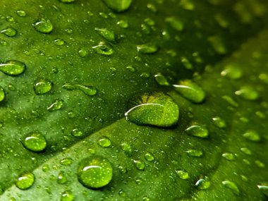 Yeşil bir yaprağın üzerindeki çiğ damlalarının yakın çekimi