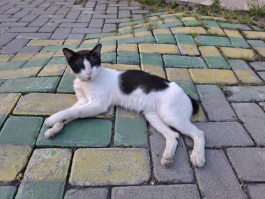 Kedi sokakta yatıyor.
