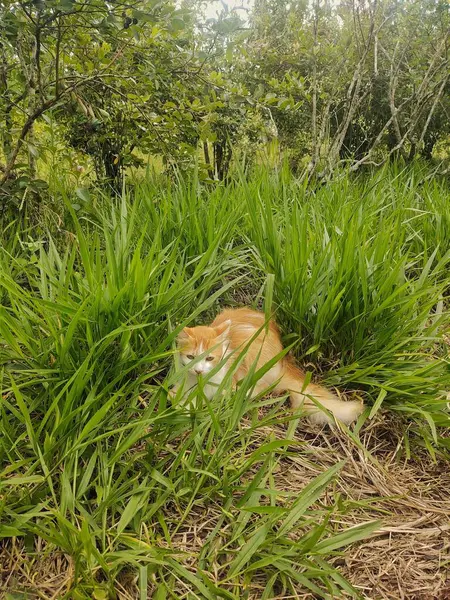 Uzun, yeşil çimenlerin arasında saklanan sevimli bir turuncu kedi. Sahne, arka planda açık bir gökyüzünün altındaki ağaçlarla bir huzur ve doğa ile bağlantı hissi veriyor. Kedi & # 39; 'un meraklı bakışı kendi n' sinde bir keşif anını önerir