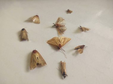 Aydınlık bir yüzeye yerleştirilmiş ölü güvelerin bileşimi, altın renklerini ve ince parlaklıklarını vurguluyor. Güveler şekil ve boyut olarak farklılık göstererek melankolik ve ilgi çekici bir sahne yaratarak yaşamın kırılganlığını ve doğanın geçiciliğini yansıtıyor.