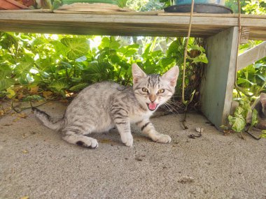 Siyah çizgili gri bir kedi yavrusu yeşil bitkilerle dolu bir rafın altında duruyor. Kedi meraklı görünüyor, parlak gözleri ve açık bir ağzı var, miyavlıyor gibi. Güneş ışığı kürkünü ısıtır ve rahat bir atmosfer yaratır. Sahne bir eğlence hissi veriyor ve sen...