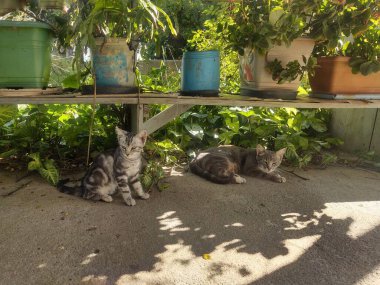 İki sevimli kedi çeşitli saksı bitkileriyle çevrili ahşap bir yapının altında huzur içinde dinleniyor. Çizgili gri bir kedi, diğerinin gölgeler ve yumuşak ışıkla kaplanarak esnemesini izler..