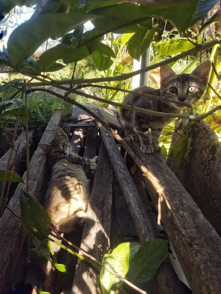 İki sevimli kedi yavrusu canlı yeşil yapraklarla çevrili doğal çevrelerini keşfeder. Bir kedi ahşap kalasların arasına yuva kurarken, diğeri yakından izliyor. Yumuşak güneş ışığı huzurlu ve rahat bir atmosfer yaratır..