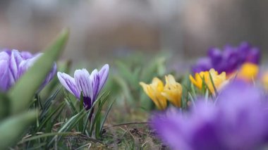 Çiçek açan timsahlarla, rüzgarda uçuşan çiçeklerle. Biyolojik çeşitliliği, ekolojiyi ve mevsimsel değişimi gösteren doğal kentsel doğa sahnesi.