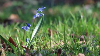 Kapatın mavi bahar çiçeğini Sibirya ahşabı rüzgarda, bahçede, ormanda, ormanlık alanda, güneşli baharda, çimenlerde, kuru kahverengi sonbahar yapraklarında, bulanık arka planda çırpınıyor.