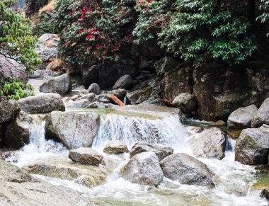 Kareri 'nin yeşil ormanında kareri şelalesi, dharamshala, Himachal Pradesh, Hindistan