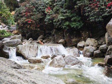 Kareri 'nin yeşil ormanında kareri şelalesi, dharamshala, Himachal Pradesh, Hindistan