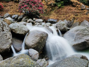 Uzun soluklu bir doğa sahnesi, güzel ipeksi şelalelerin açtığı zümrüt yeşili bir havuza düşüşü, Rhododendron ağaçları ve kayalarıyla çevrili..