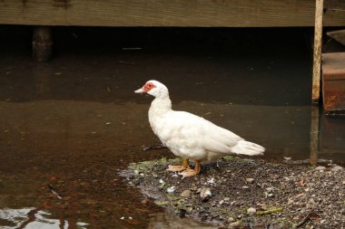 Beyaz bir ördek zarif bir şekilde taşla kaplı bir kıyıya konmuş. Ördek beyaz tüyler ve belirgin kırmızı çizgili bir kafa sergiliyor, sakin ve doğal bir çevreyi yansıtıyor..