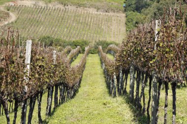 Üzüm bağlarının göz kamaştırıcı manzarası, üzüm bağlarının doğal yönlerini ve güneşli bir gökyüzünün altındaki verimli toprakları vurguluyor. Sahne, kırsal güzelliği ve dinginliği yansıtıyor..