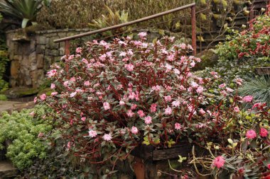 Zarif pembe çiçeklerle dolu, yeşil yapraklarla çevrili güzel bir süs bahçesi ve arka planda taştan bir merdiven. Sahne, sükunet ve doğal uyumu iletir..