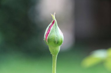 Yeşil bir gül tomurcuğunun yakın çekimi, içinde utangaç kırmızı taç yaprakları ile çiçek açmak üzere. Bulanık arka plan bu güzel çiçeğin benzersizliğini vurguluyor, umudu ve yeni başlangıçları simgeliyor..