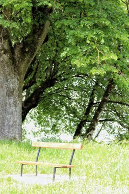 Yeşil bir tarlada, yapraklı bir ağacın altında boş bir banka ait sakin bir sahne. Güneş ışığı çevreyi aydınlatır. Huzurlu ve rahatlatıcı bir atmosfer yaratır. Düşünme anları için mükemmeldir..