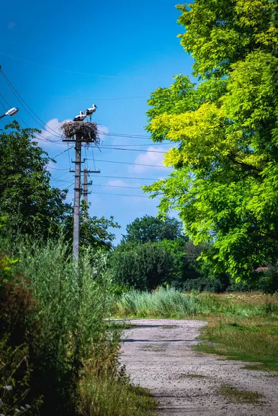 Üç leylek bir yuvada oturuyor yaz gökyüzüne karşı.