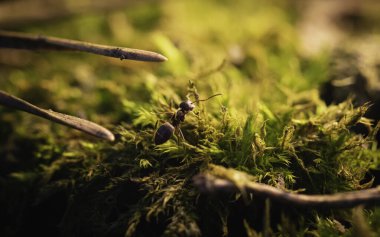 Karınca yosunlu macro