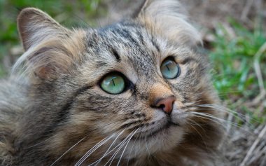 Kedi yakına bakıyor.