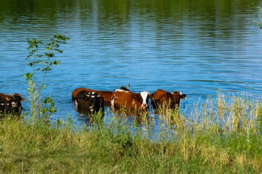 Sıcak bir yaz gününde gölette serinleyen bir inek sürüsü ferahlatıcı suyun tadını çıkarıyor..