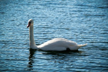 Suyun üzerindeki bir kuğunun zarif özelliklerini yakalayan yakın plan görüntüsü..