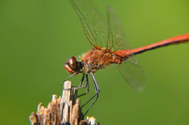 Kırmızı bir yusufçuk bir dala tünemiş, makroda yeşil bir arka plana yakalanmış..