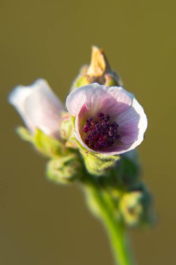 Detaylarını ve yapraklarını vurgulayan bir çiçeğin yakın çekimi..