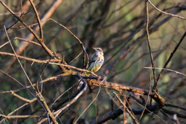 Bir kuş dallara tünedi, günbatımı ışığında yıkandı..