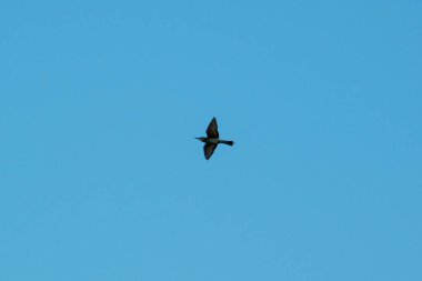 Açık mavi gökyüzünün arka planında uçan bir kuş..