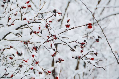 Huzurlu bir kış ormanında parlak kırmızı böğürtlenlerle kaplı karla kaplı dallar. Soğuk mevsimin dinginliğini yakalayan canlı renklerin ve yumuşak karın güzel kontrastı..