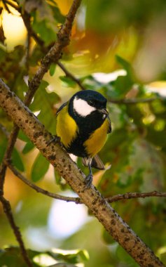 Bir ağaç dalındaki meme faresinin yakın plan görüntüsü