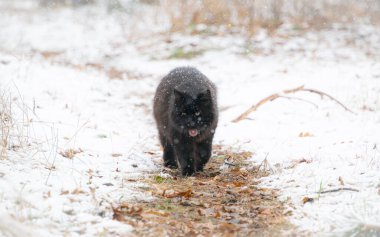 Yumuşak kara kedi karlı kozalaklı bir ormanı keşfediyor.