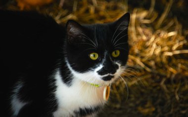 Şirin pofuduk kedi.