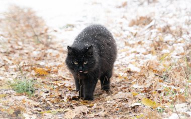 Yumuşak kara kedi karlı kozalaklı bir ormanı keşfediyor.