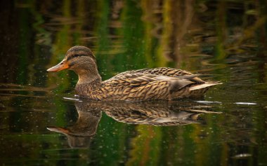 Sonbahar parkındaki gölette sevimli ördekler