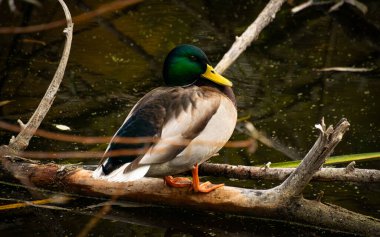 Sonbahar parkındaki gölette sevimli ördekler