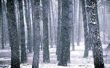 Karlı kozalaklı orman, saflık ve minimalizm