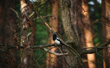 Kozalaklı bir ormanda saksağan.