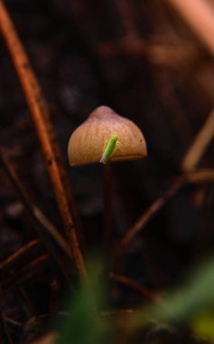 Sonbahar ormanında minyatür mantarlar, sıcak makro manzara.