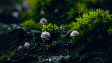Sonbahar ormanında minyatür mantarlar, sıcak makro manzara.