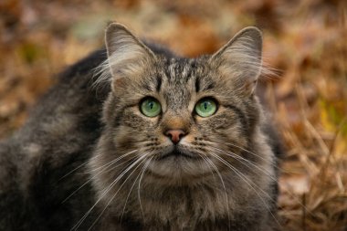 Kabarık yeşil gözlü bir kedinin portresi.