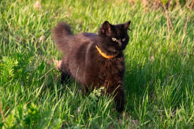 Komik ve sevimli tüylü siyah kedi açık havada güneşli havanın tadını çıkarıyor.