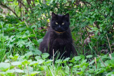 Siyah tüylü kedi bahar ormanlarında yürüyor.
