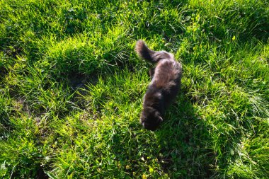 Siyah tüylü kedi bahar ormanlarında yürüyor.