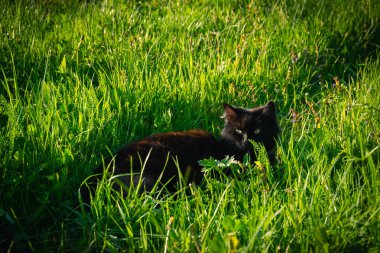 Siyah tüylü kedi bahar ormanlarında yürüyor.