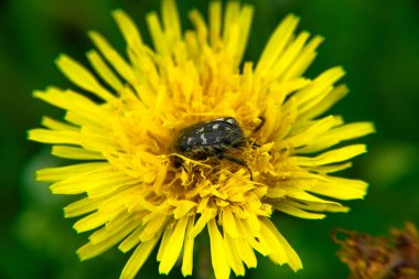 Baharda karahindiba üstünde böcek.